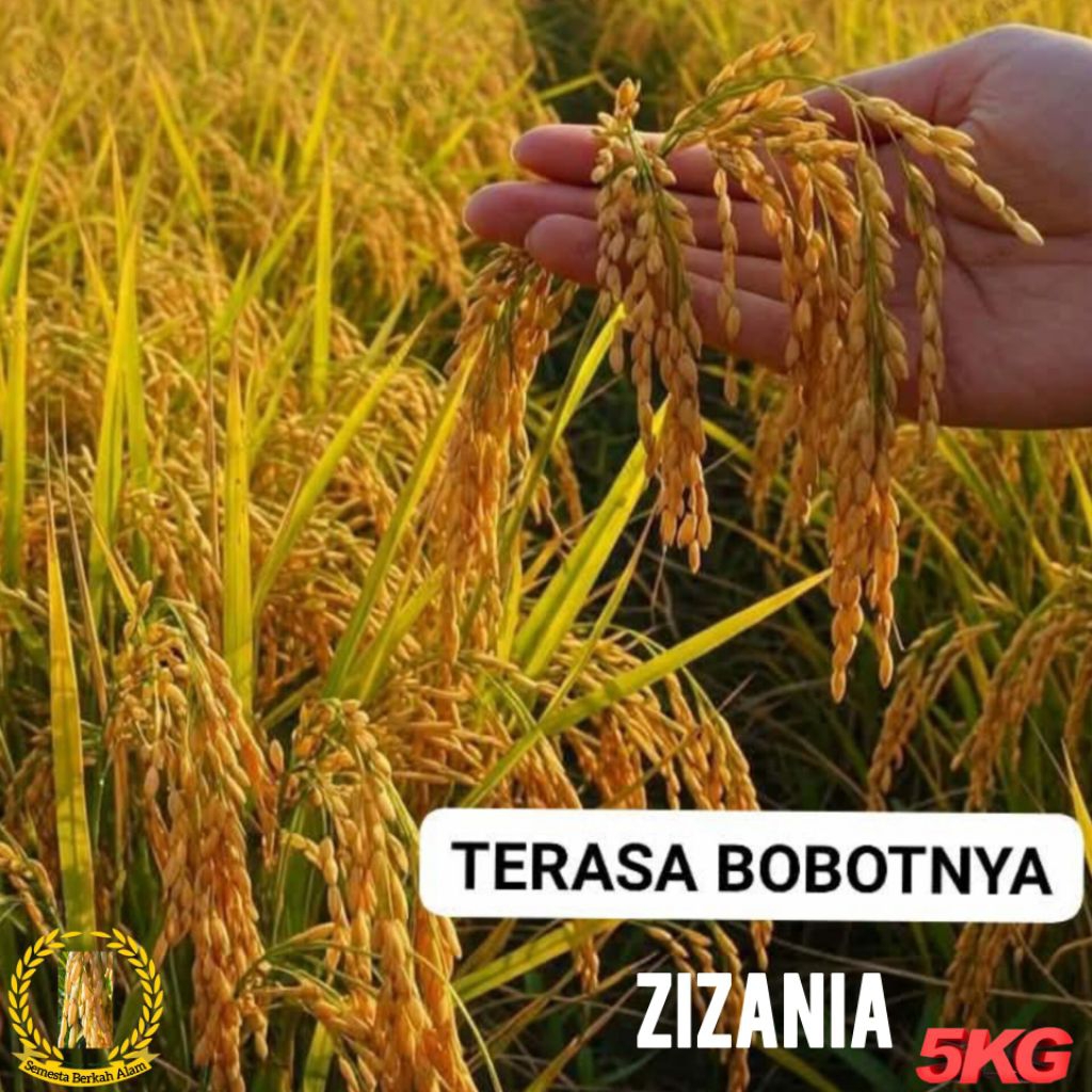 PADI ZIZANIA BIBIT UNGGUL ULTRA GENJAH KEMASAN (5KG)