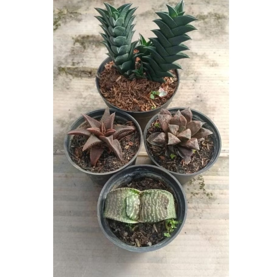 paket haworthia dan gasteria 4pcs