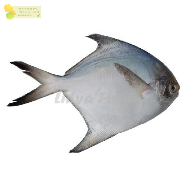 

Ikan Bawal Putih Segar Ikan Bawal Putih 1Kg Ikan Bawal Laut