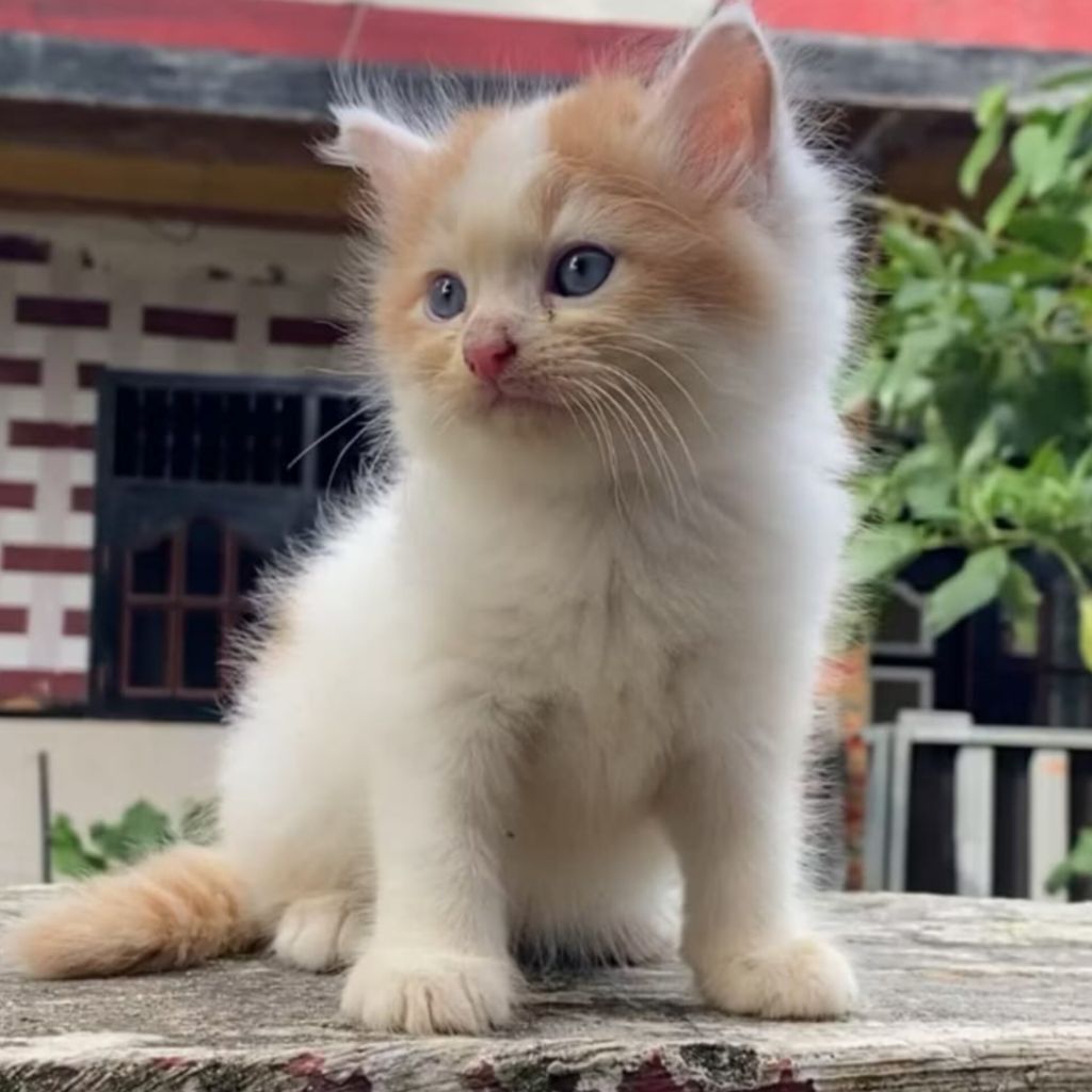 KUCING KITTEN PERSIA LONGHAIR BIGBONE BULU KAPAS