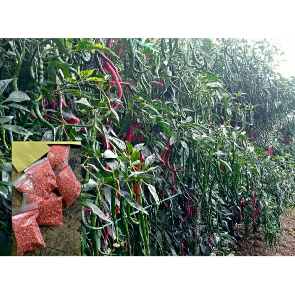 

BibitCabe 2meter Lokal Bondowoso 20gramkemasanplastik