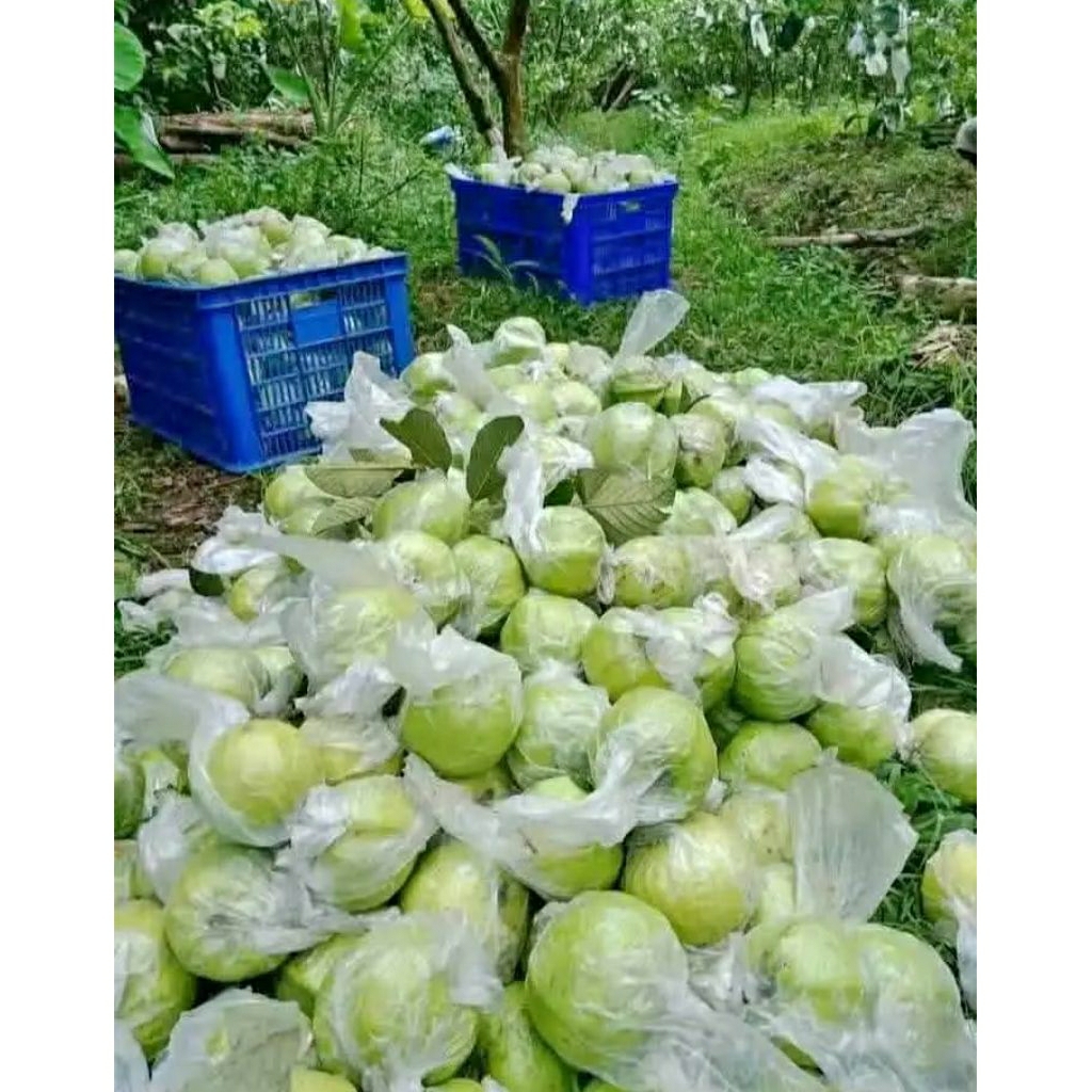 

jambu kristal kemasan 10 kg . grosir