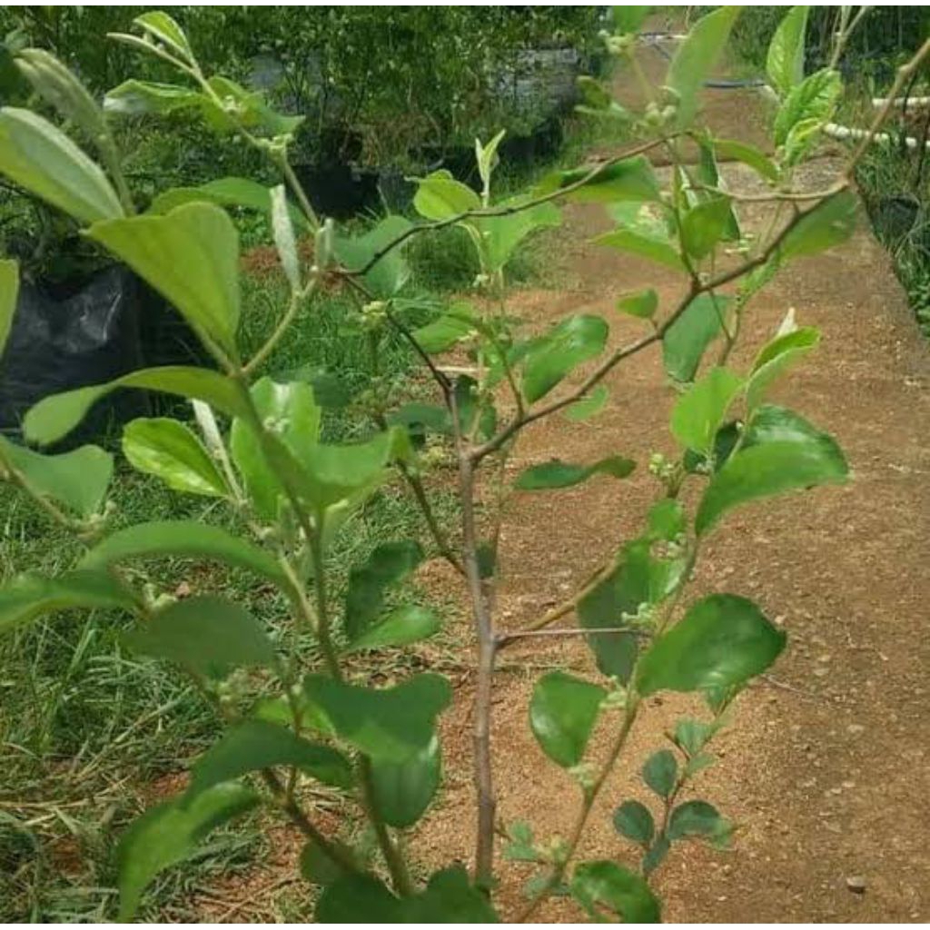 Bibit Apel Futsa India Kondisi Siap Berbuah/Berbunga