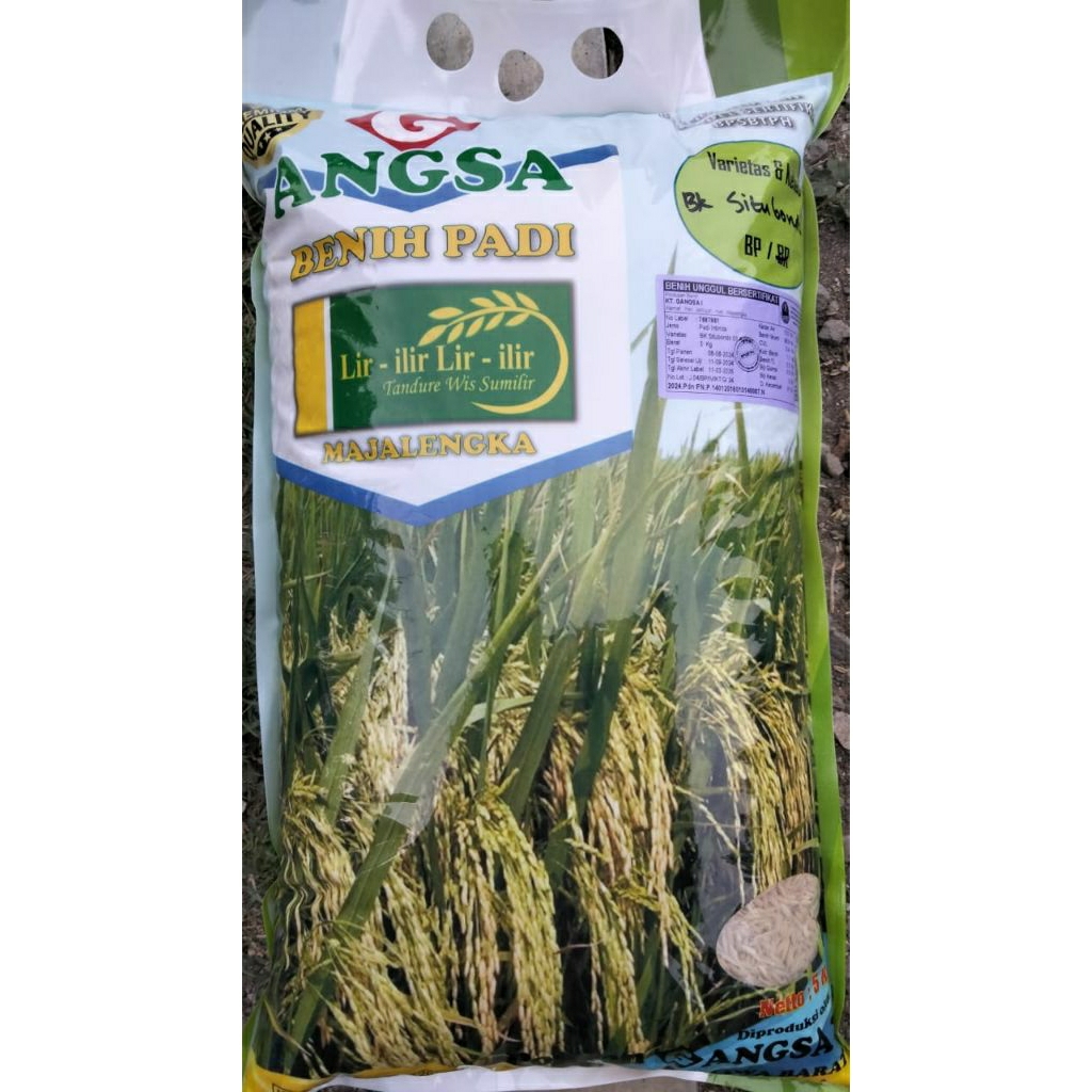 BENIH PADI UNGGUL GENJAH BK 01 SITUBONDO KEMASAN 5KG TERBARU