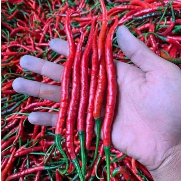 

100gr cabe kriting