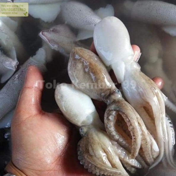 Baby Octopus 1kg / Gurita Segar 1 Kg