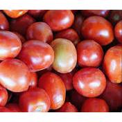 

Tomat segar 1 kilogram