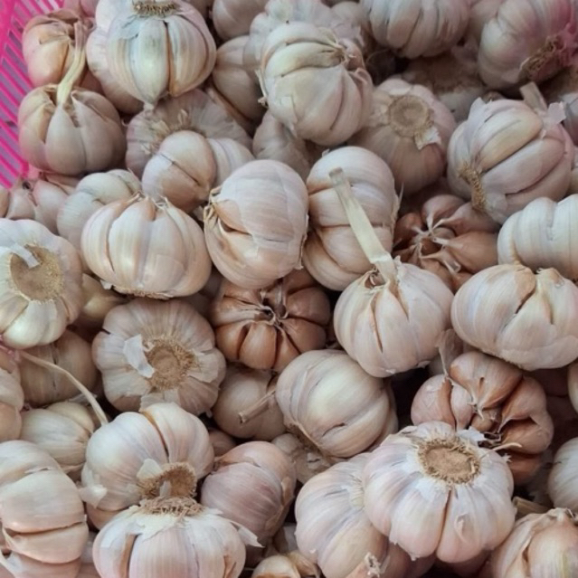 

Bawang putih premium obral 250 gram 500 gram 1000 gram