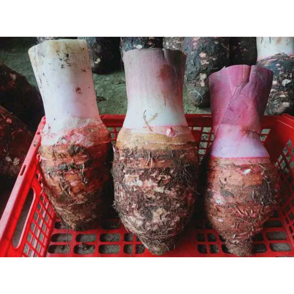 

umbi talas bogor legit jual batangan fres & instan