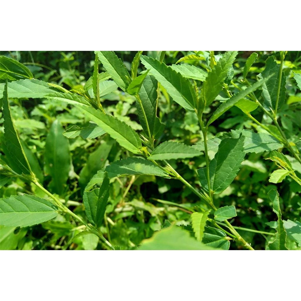 

seleguri/sidaguri segar asli herbal