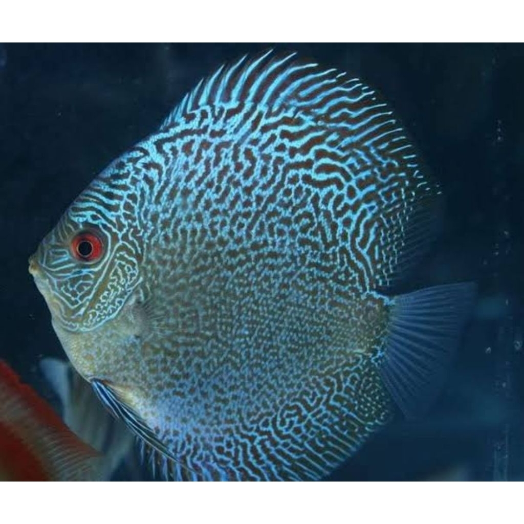 Discus Blue Snakeskin Size 4 Inc