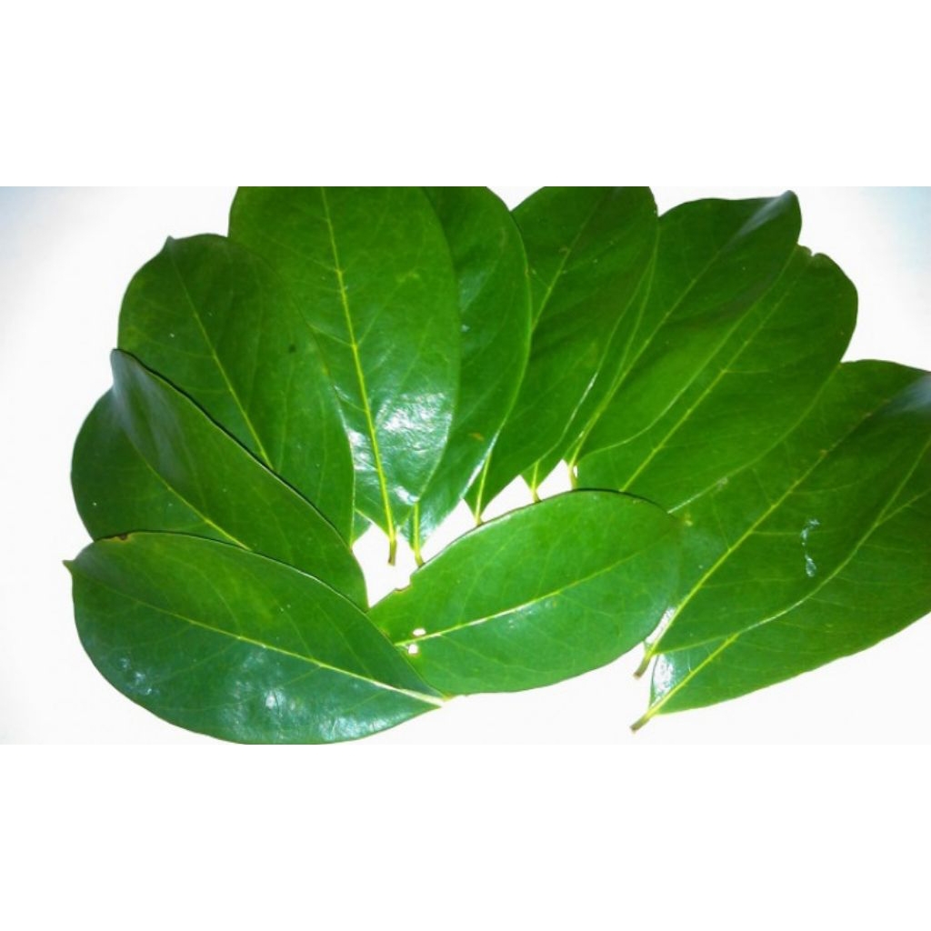 

daun sirsak segar obat herbal alami per 100 lembar