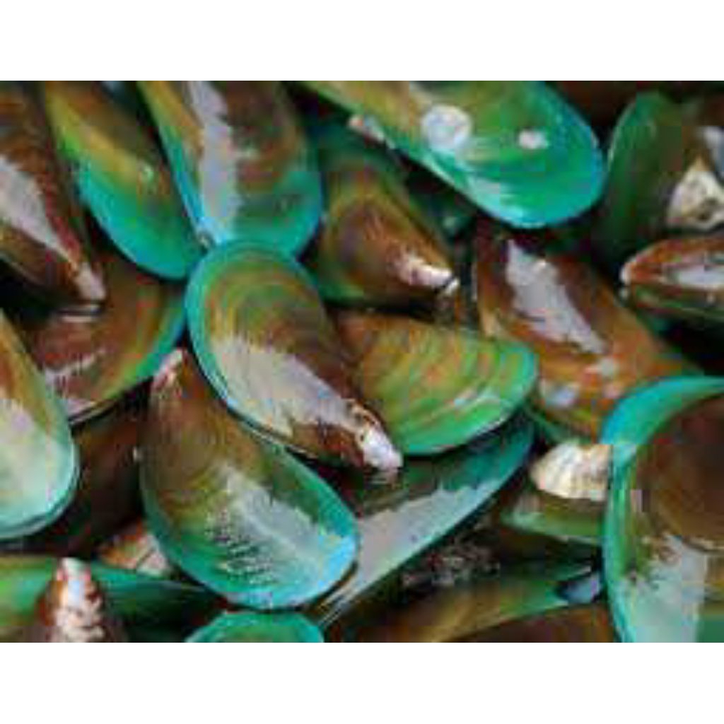 

Kerang Ijo Premium Fresh 1 Kg