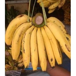 

Pisang ambon 1 sisir