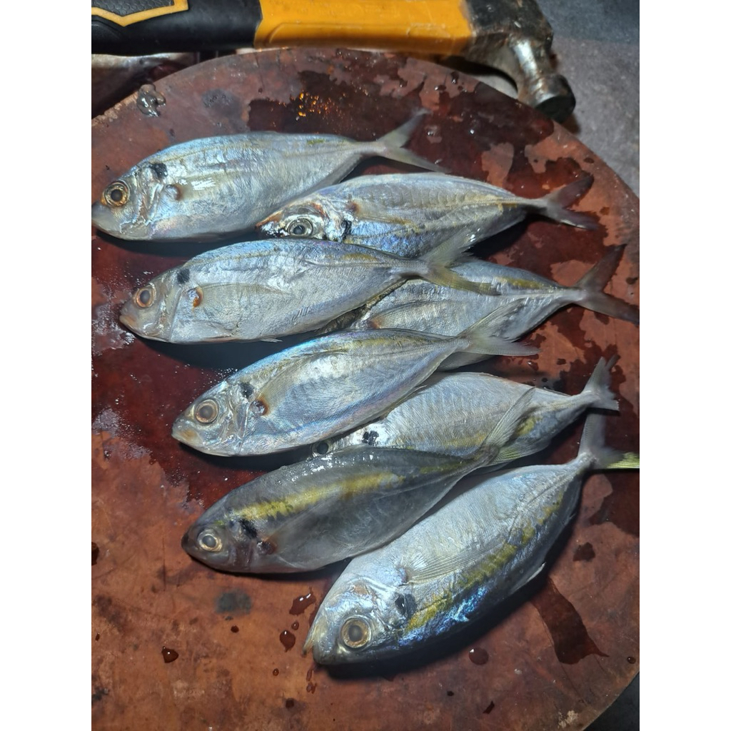 

ikan selar fresh harian
