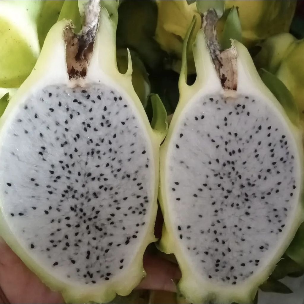 

DRAFON FRUIT YELLOW I BUAH NAGA KUNING IMPORT PER 1 PCS