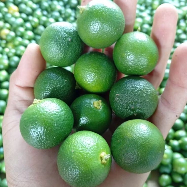 

1kg jeruk sonkit premium fresh petik dan kirim dihari yang sama