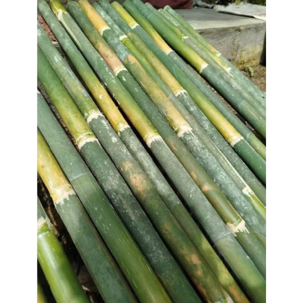 TIANG BAMBU/BAMBU TIANG BENDERA / TONGKAT BAMBU P 2 m
