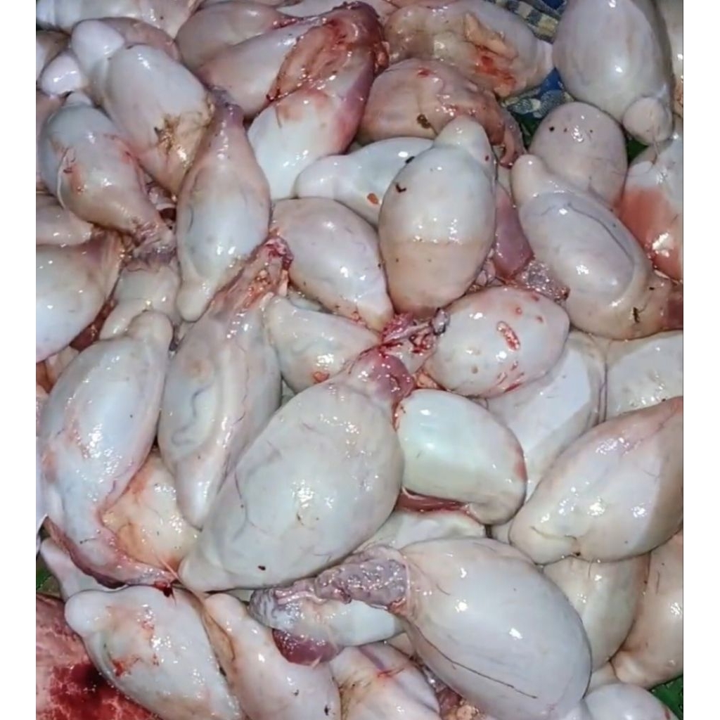 

Torpedo Kambing/domba perset