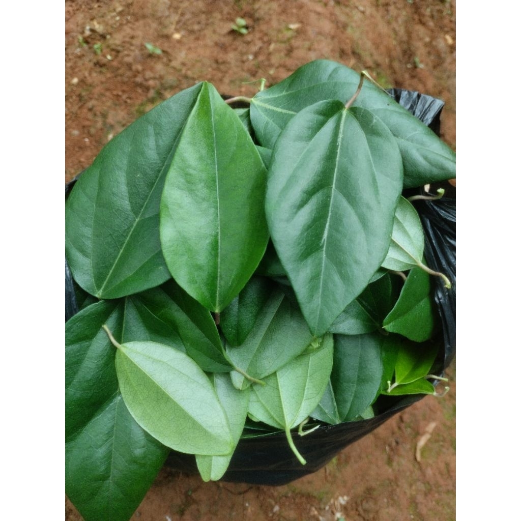 

cincau ramabat/cincau jelly segar 500gram