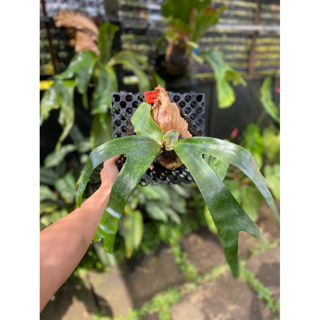 Platycerium Stemaria Laurentii Remaja