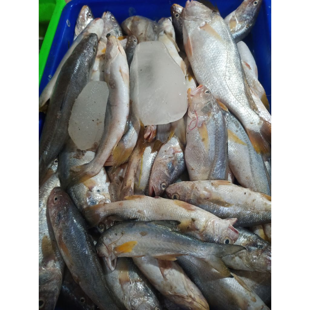 

Ikan Gulama Fresh 1kg