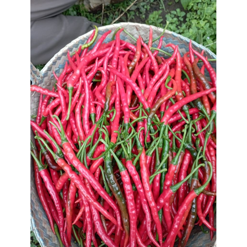 

Cabe Cabai Merah Kriting Fress Langsung Petani