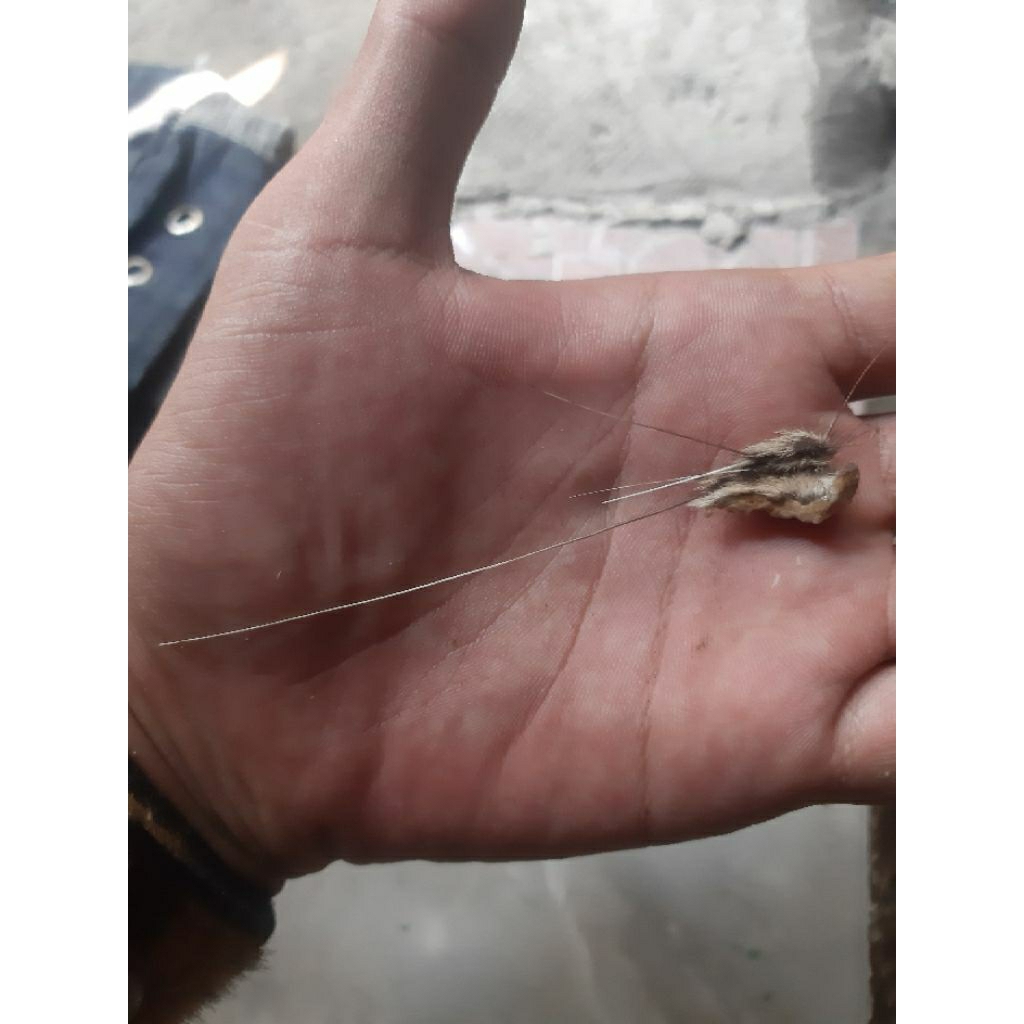 

KUMI5 HM ORI SEUMUR HIDUP