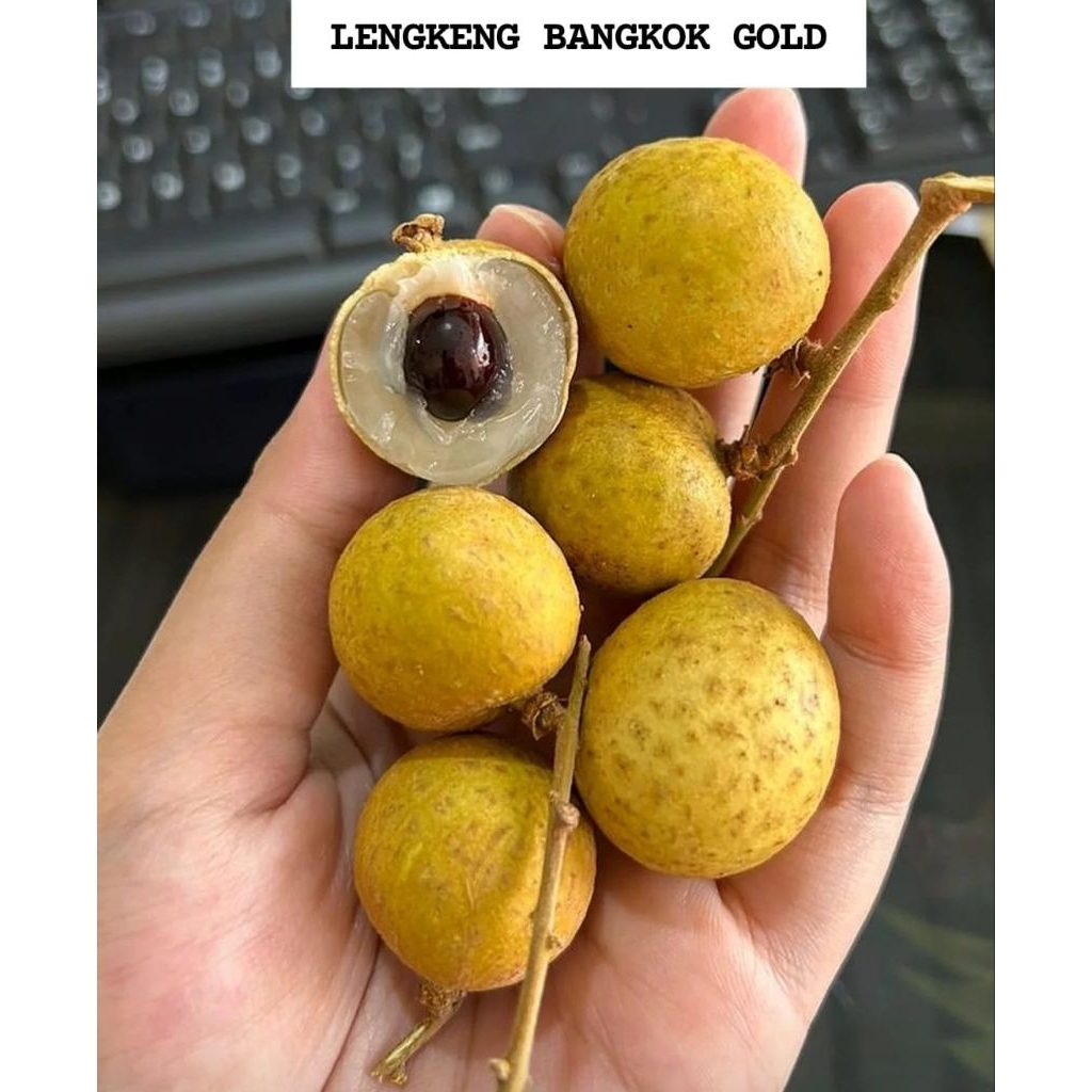 

Lengkeng emas Bangkok manis 1kg