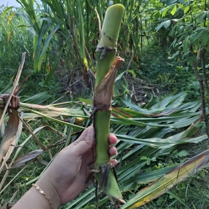 BIBIT RUMPUT GUATEMALA/RUMPUT MEXICO/PAKAN TERNAK