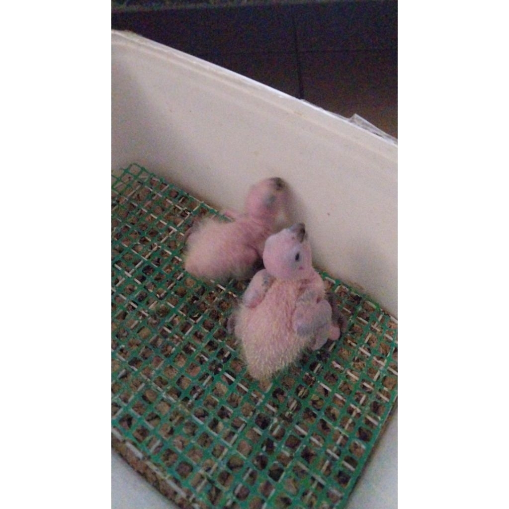 Baby sun conure sun conure baby