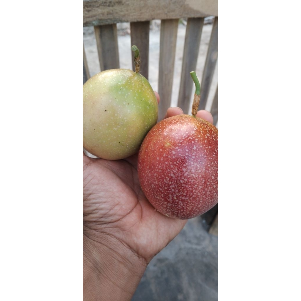 

Markisa Termurah Stengah Kg segar