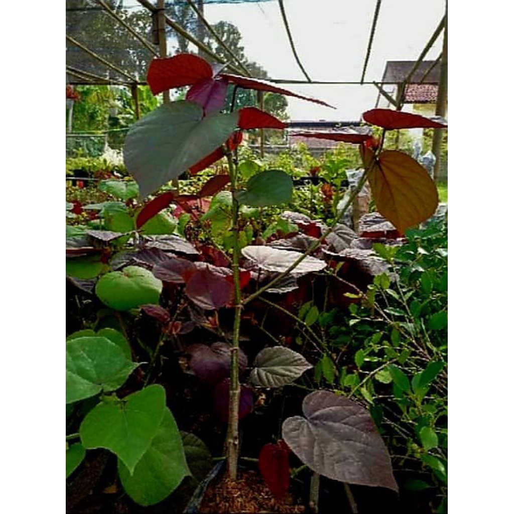 bahan bonsai waru merah