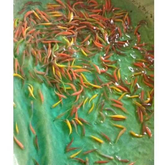 

warna warni denio 20 pcs bergaransi