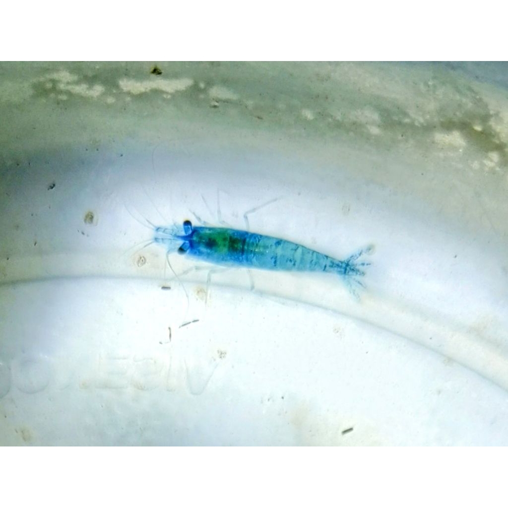 udang hias blue diamond