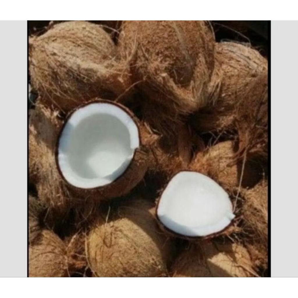 

Kelapa tua sudah di kupas 2pcs khas pangandaran