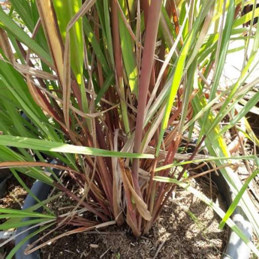 

sirih wangi segar dan berkualitas asli hasiatnya per 500 gram