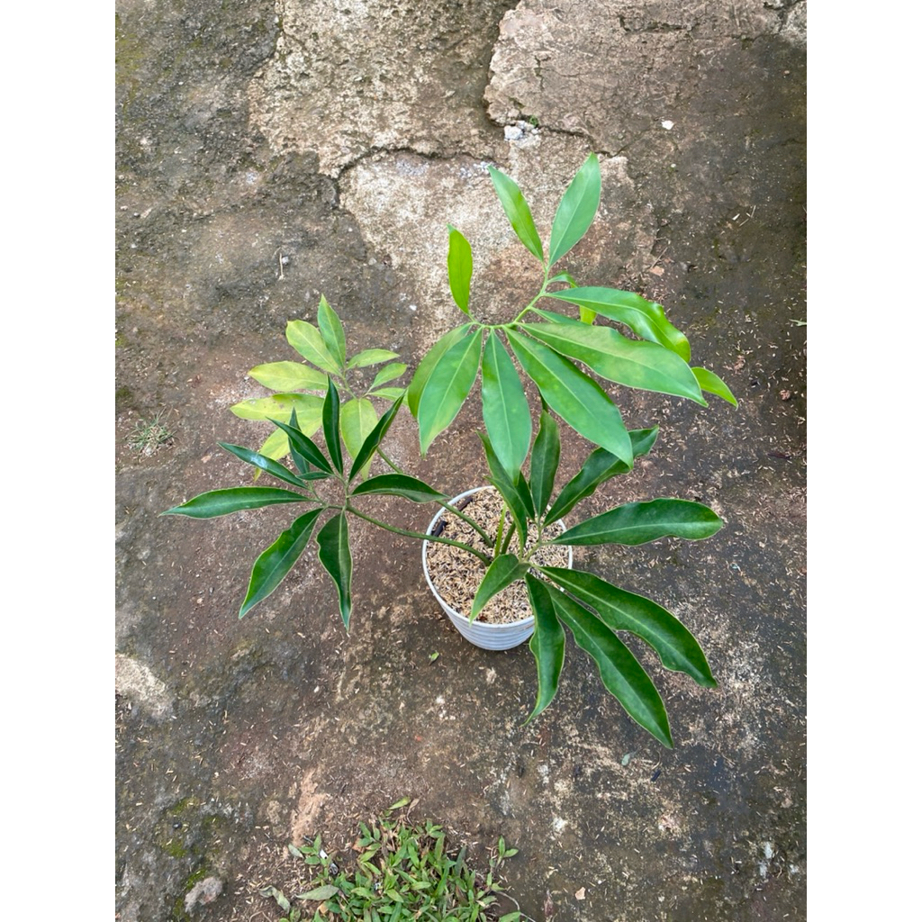 Thaumatophyllum goeldii