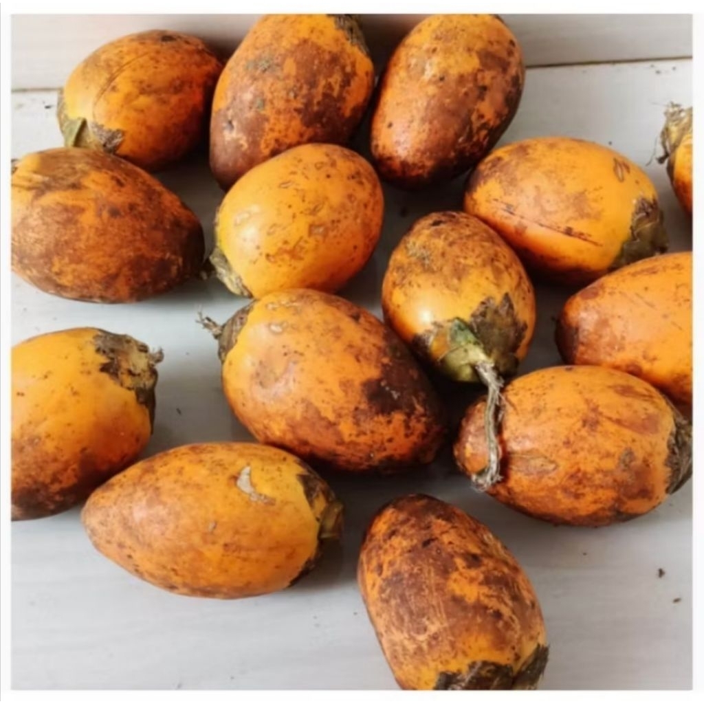 

Buah pinang/Buah jambe tua murah per 1 kg