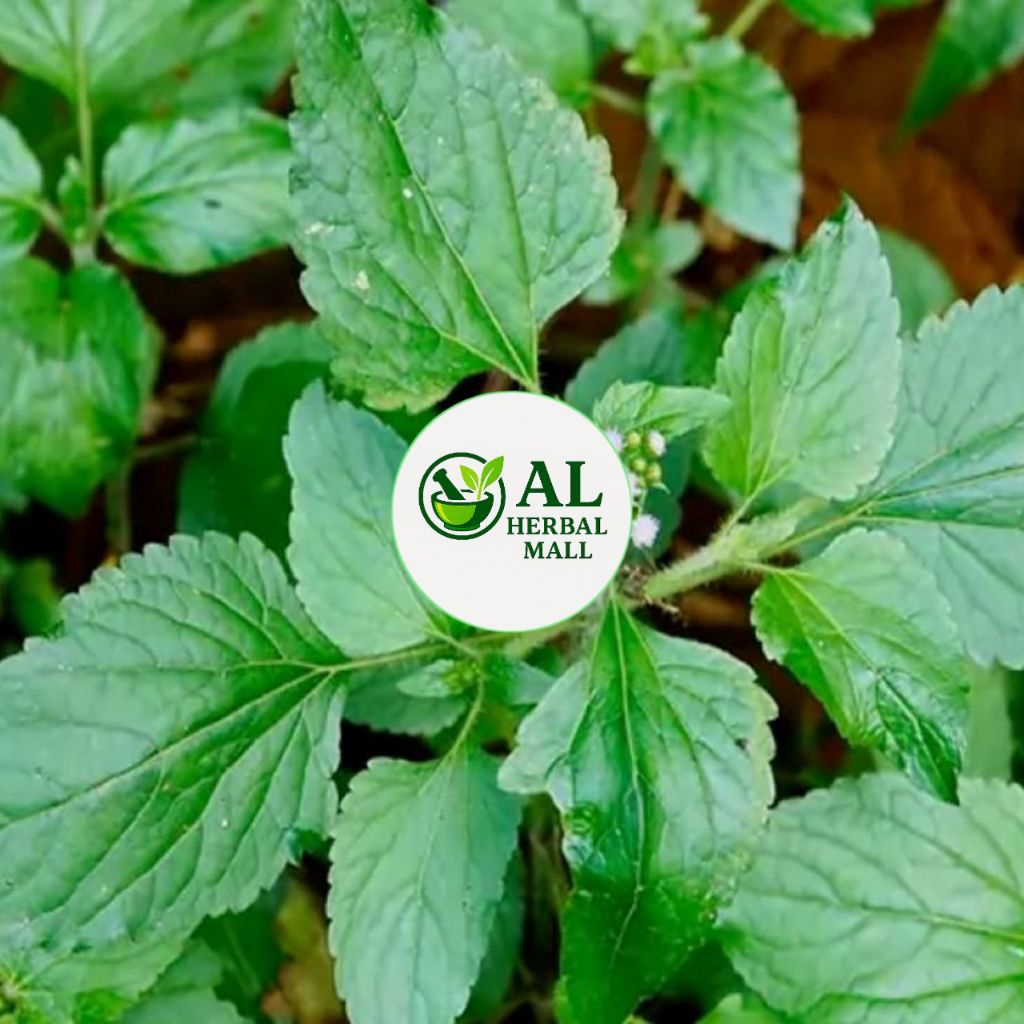 

Daun Badotan Segar Dadakan Isi Per 500 Gram