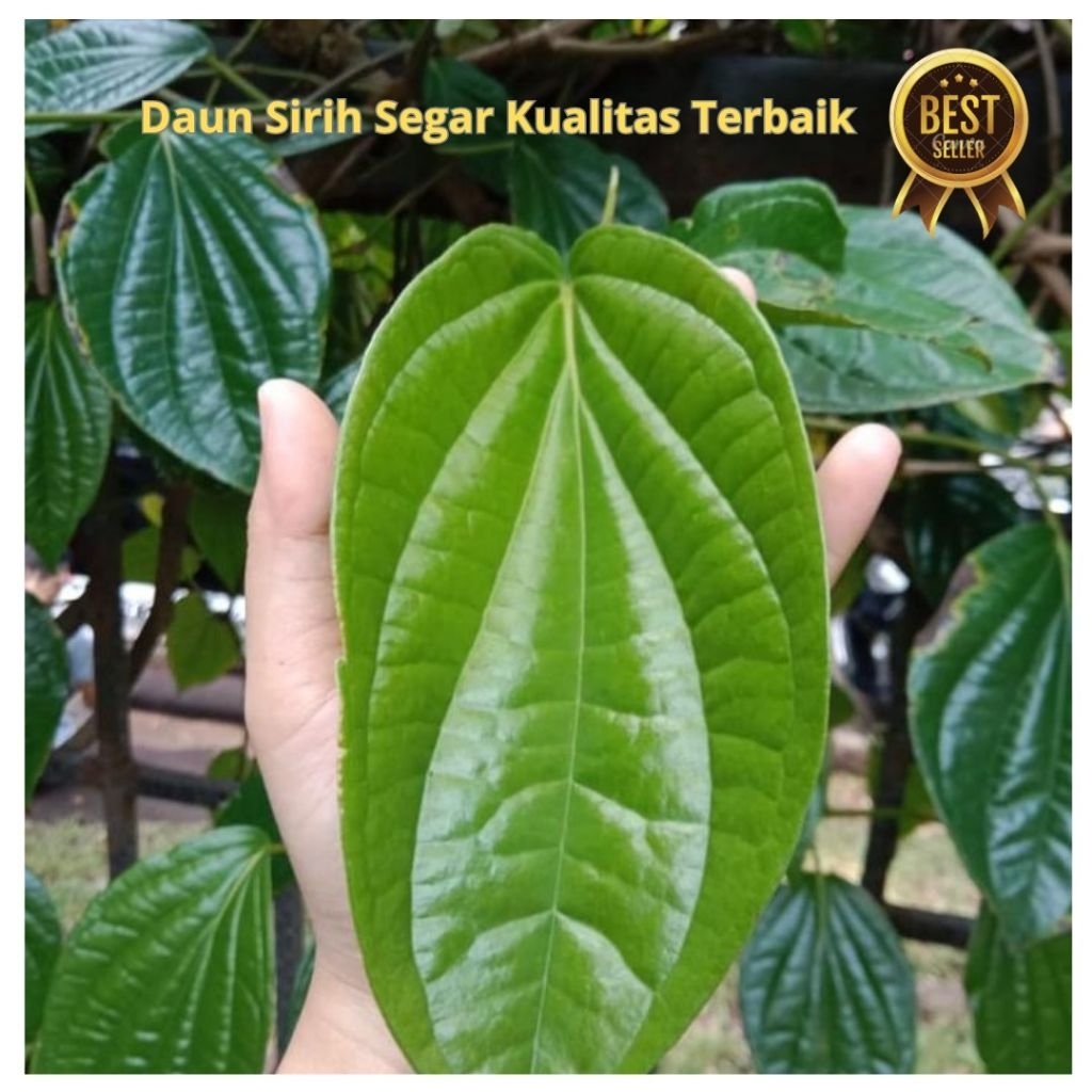 

Daun Sirih Segar 500gram (OBAT HERBAL ALAMI)