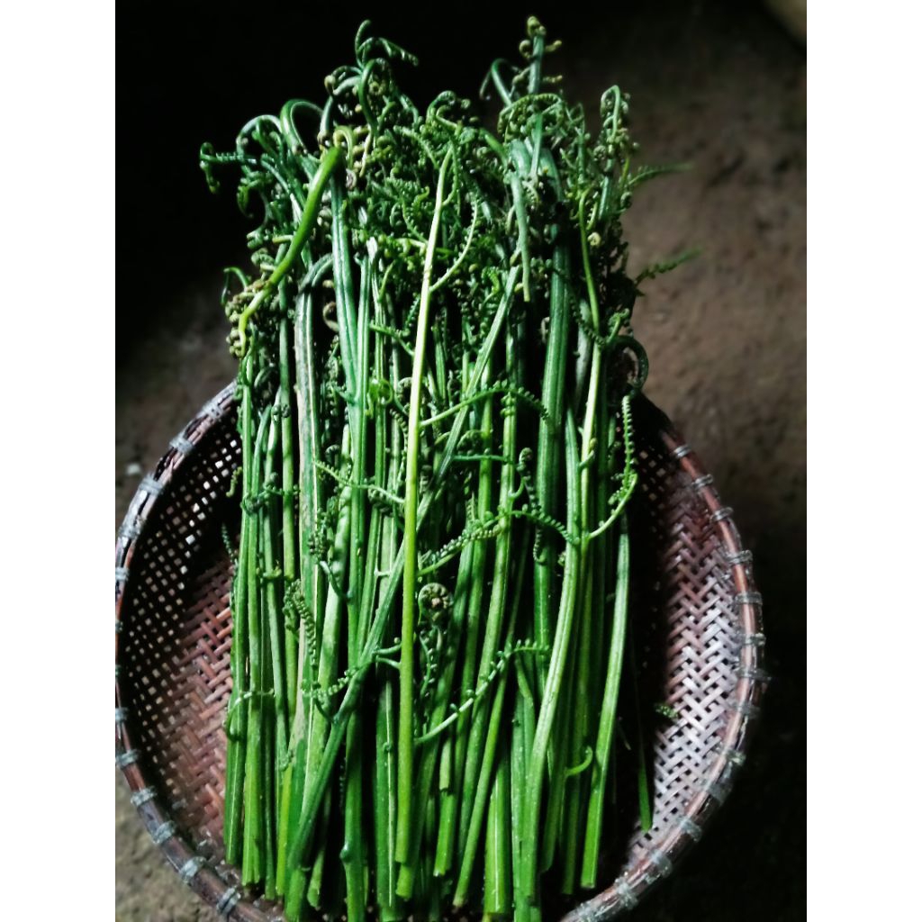 

ready sayur pakis segar(pakis kukung/pakispaku)1kg, 500g, 250g