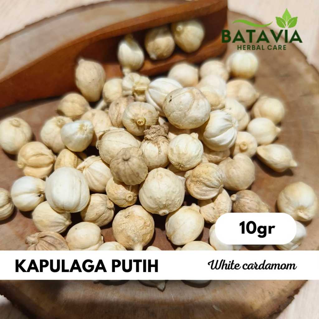 

White Cardamom Kapulaga Putih