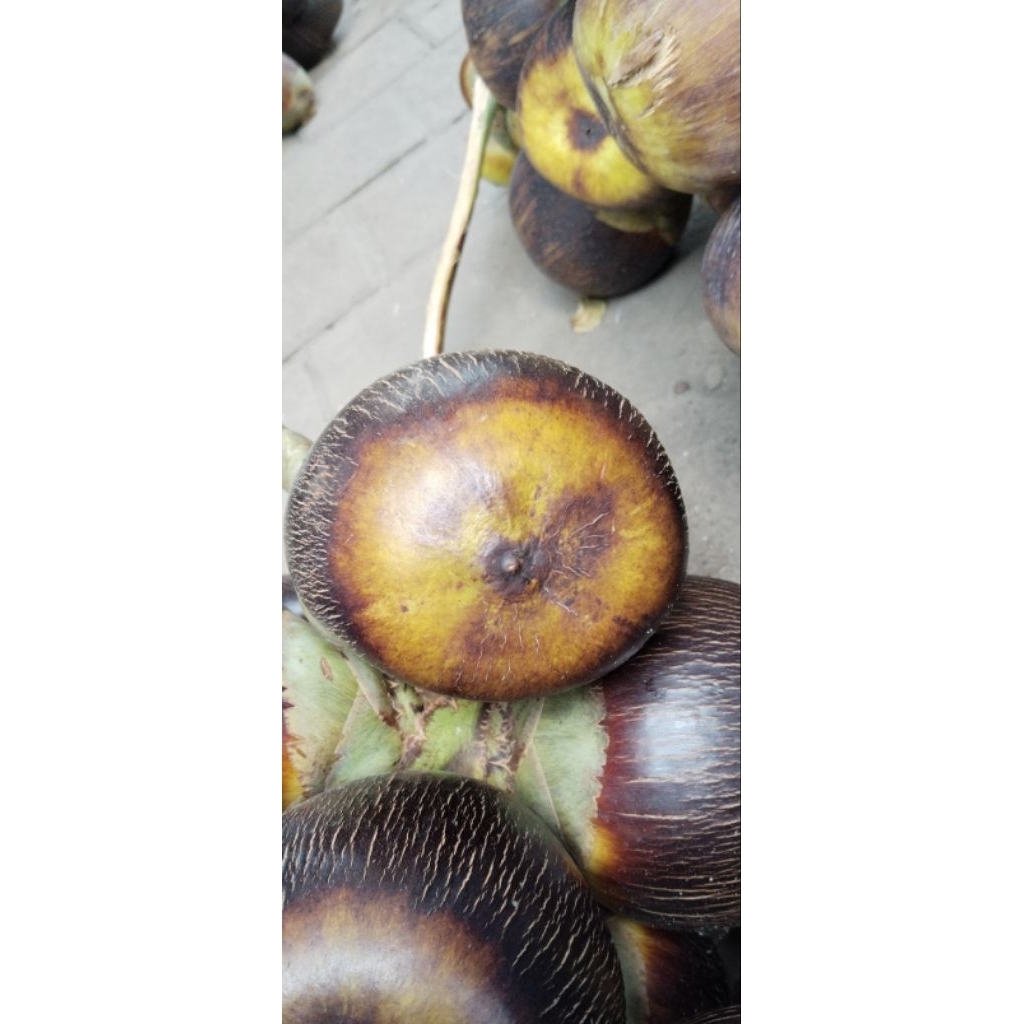 

siwalan/ental/lontar(isi 2)