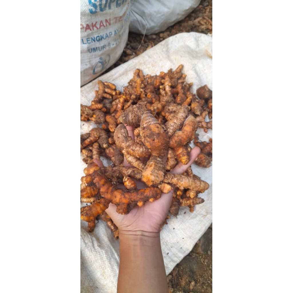 

Kunyit / Kunir Super Jumbo / Biang Kunyit 1 kg