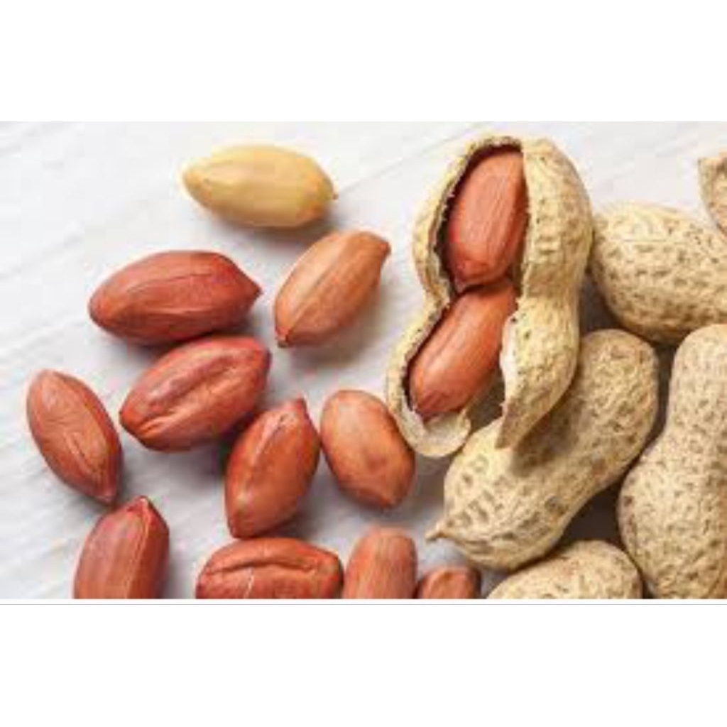 

sluk kacang 14gr Od 4,52 255 pcs