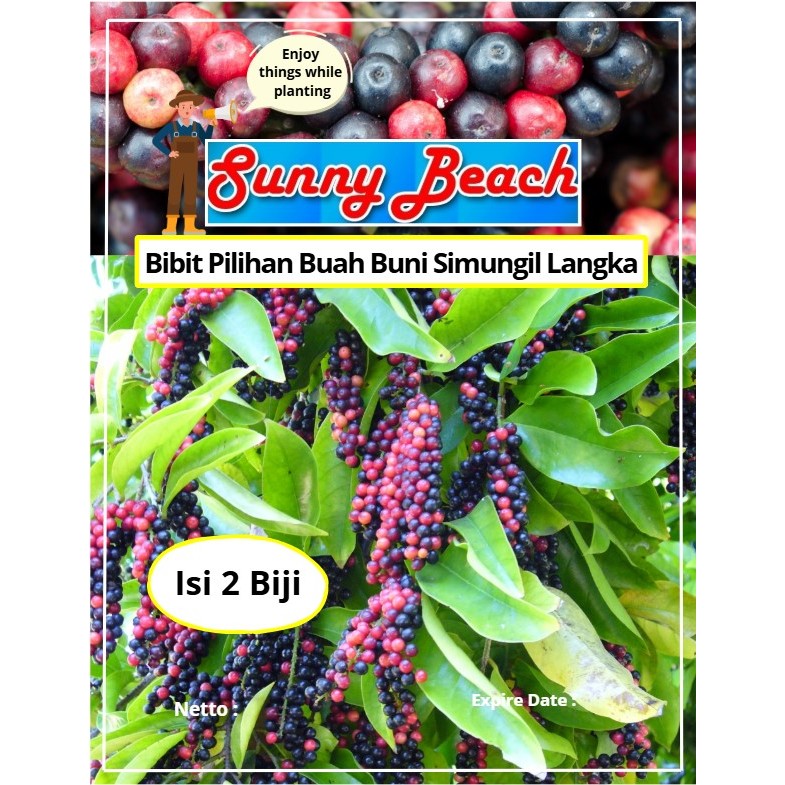 Bibit Pilihan Buah Buni Simungil Langka | Biji Benih Buah Buni Simungil Langka | Rujak Buni
