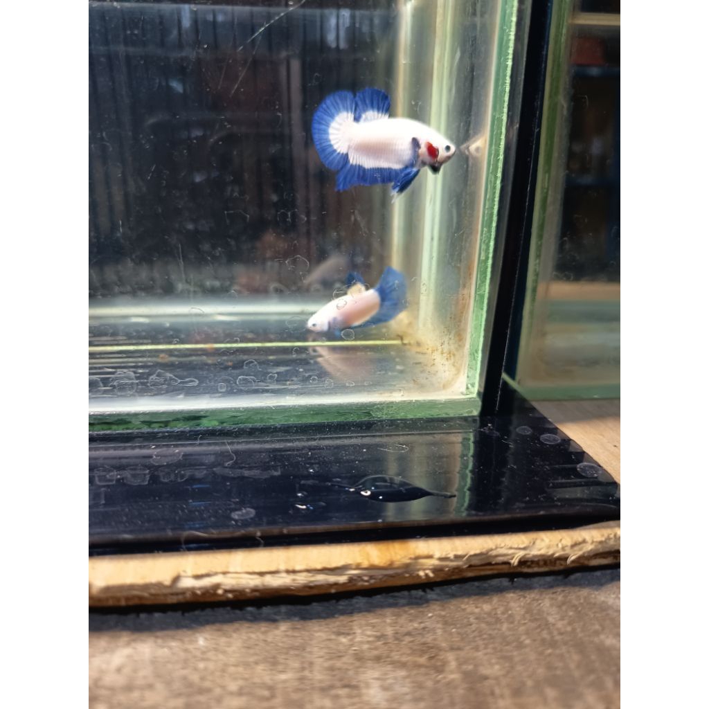 berbagai jenis ikan cupang