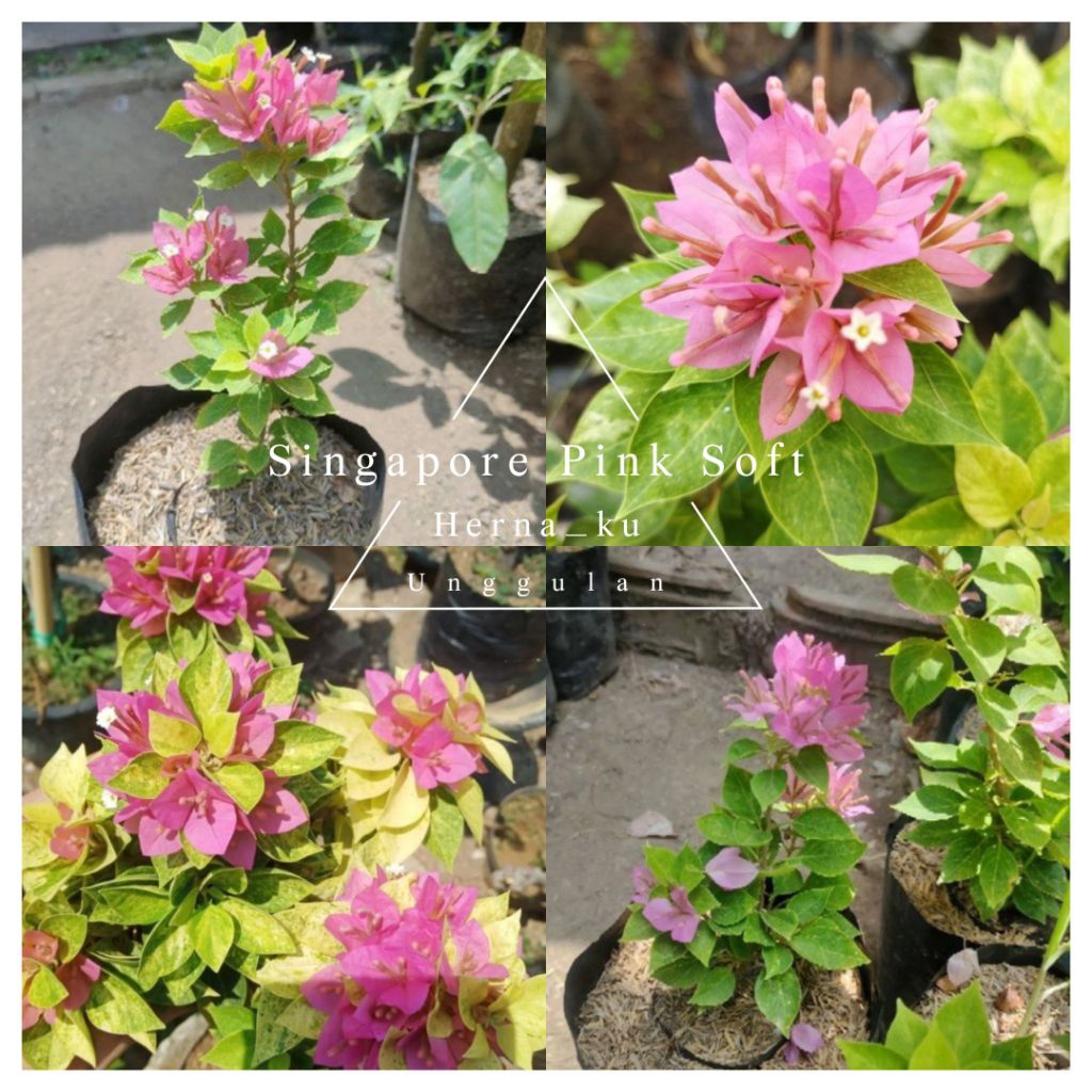 Bunga Bugenvil SINGAPUR PINK SOFT Orian | Bougenville SINGAPORE SOFT PINK Cepat Berbunga Termurah