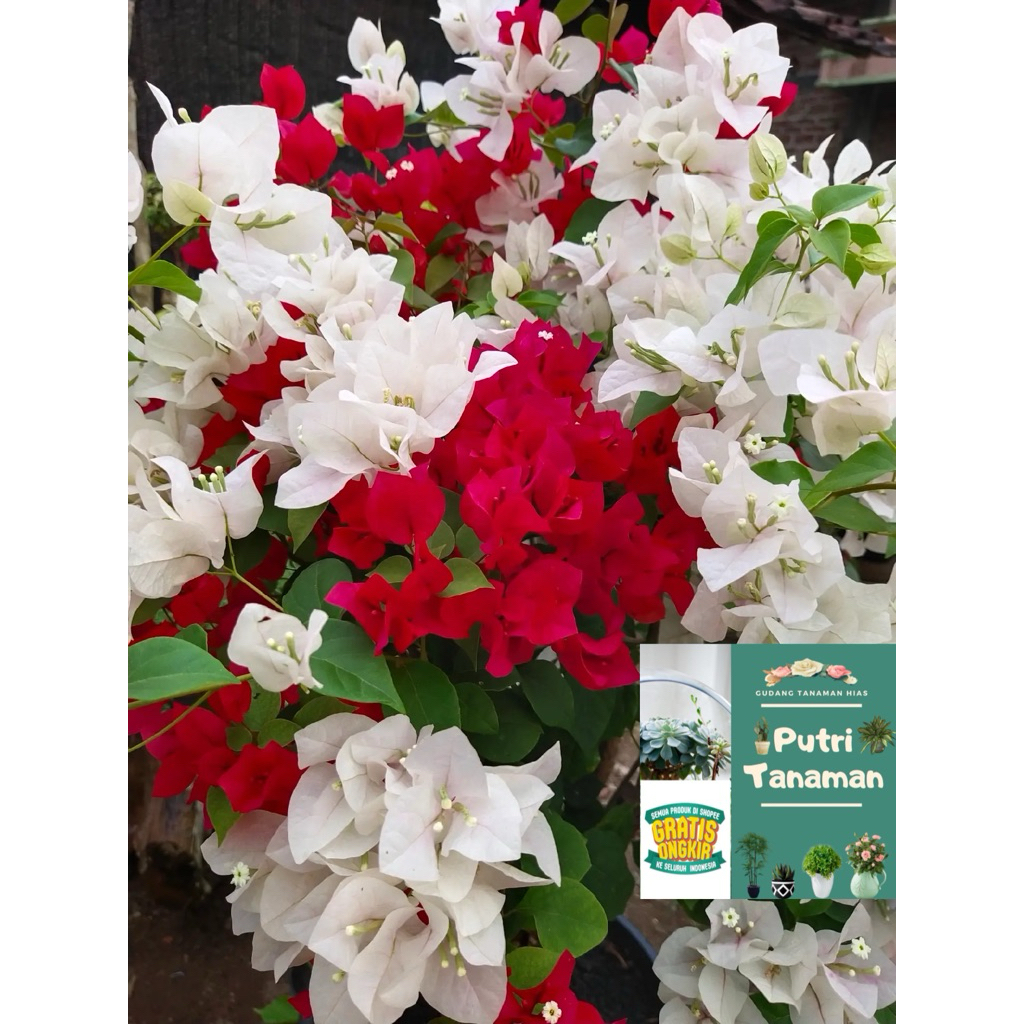 PTR-FLORA Bibit bugenvil merah putih